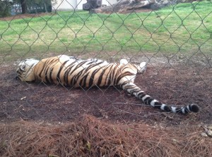 Mike: LSU Tiger